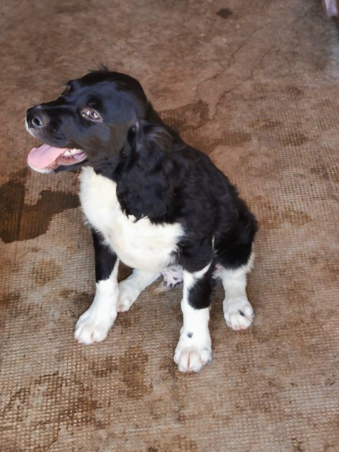 des sablières de cadeuil - Chiots disponibles - Epagneul Breton