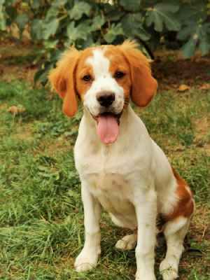 VITO