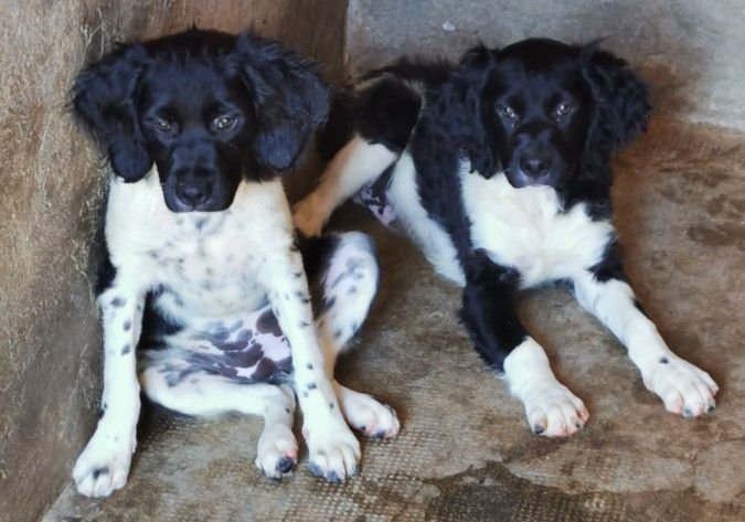 des sablières de cadeuil - Chiots disponibles - Epagneul Breton
